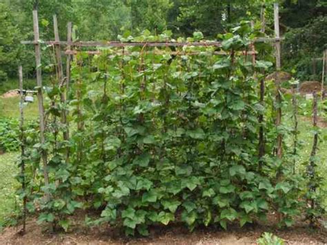 Simple Trellis For Green Beans Beans Forum At Permies