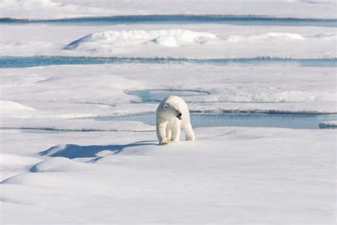 Polar Bear On The Pack Ice Stock Photo Image Of Canada 127985024
