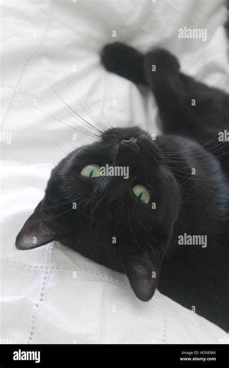 Beautiful Green Eyed Black Cat Lying On A White Duvet Stock Photo Alamy
