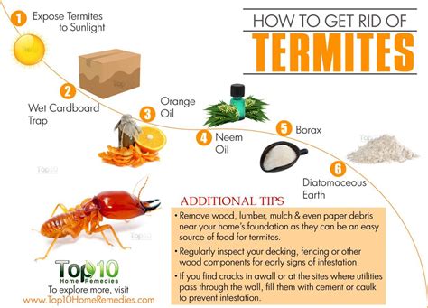 How To Get Rid Of Termites Top 10 Home Remedies