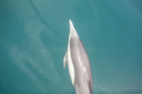 Common Two Tone Dolphin Swimming Underwater Aerial View Stock Photos