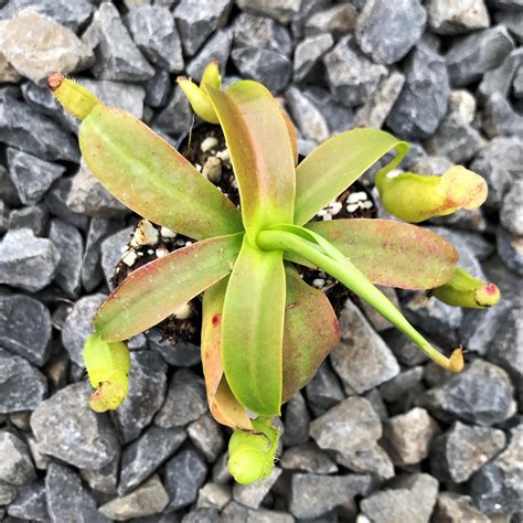 This is a naturally occurring hybrid that originates in the phillipines. Nepenthes sanguinea - Pitcher Plant (2" Pot) | Little ...
