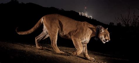 P22 The Hollywood Lion — Urban Carnivores