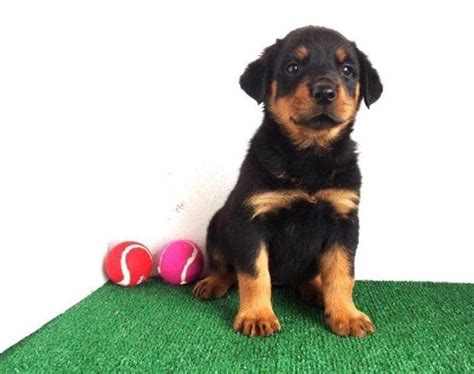 Rottweilers are a strong breed. Female Rottweiler Puppy for Sale in Chula Vista ...