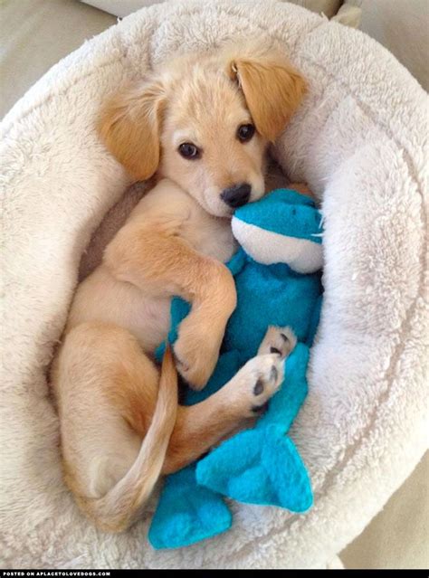 Cute Puppy Snuggle Time A Place To Love Dogs Cute Animals Puppies