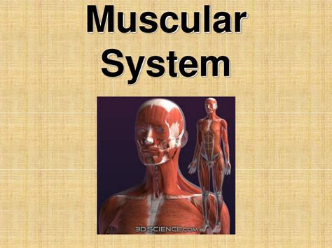 Ppt Muscular System Powerpoint Presentation Free Download Id4889136