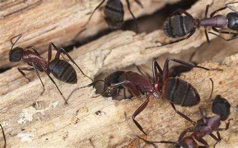 Looking for the best carpenter ant killer? The Carpenter Ant - Phoenix Pest Control And Exterminators