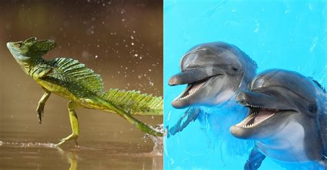 Animais Que Vivem Na Agua E Na Terra