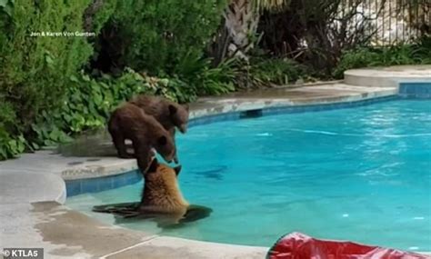 That S One Way To Beat The Heat Mama Bear And Cubs Frolic In Backyard Pool In Los Angeles