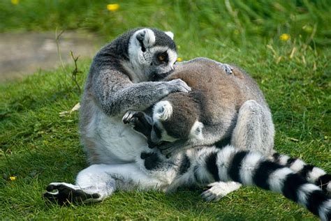 10 Lemurs Fighting Stock Photos Pictures And Royalty Free Images Istock