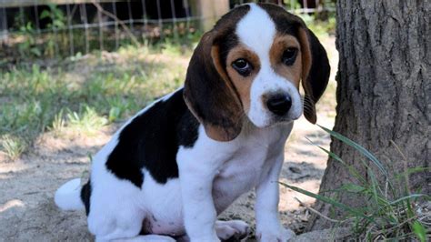 The other day my friends dog started humping his bed and would not stop. Pup Goes From Stray to Star: Beagle Found Wandering On ...