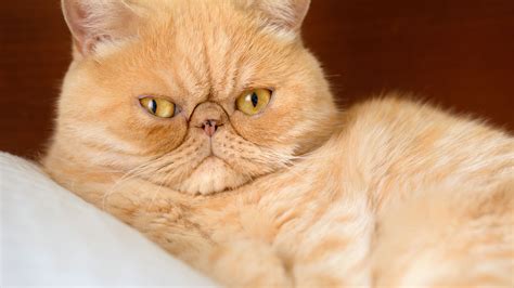 The 20 Most Popular Pedigreed Cat Breeds in America ...