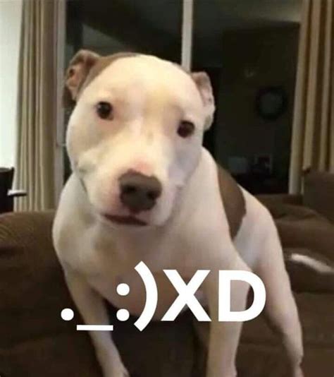 Xd Maddy The Pitbull Perro Xd Know Your Meme