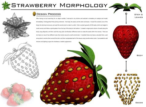 Strawberry Morphology by John A. Luongo at Coroflot.com