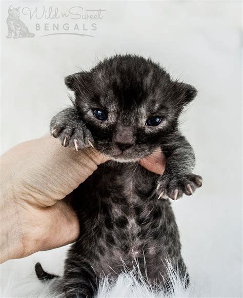 A wide variety of black bengal cat options are available to you, such as not applicable. Black Melanistic Bengal Cats for Sale | Wild & Sweet Bengals