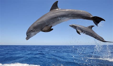 A Picture Of A Dolphin On Animal Picture Society