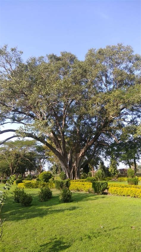 Big Peepal Tree In India Stock Photo Image Of Tree 174856066