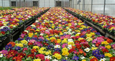 Award winning grand rapids florist. Gardening at Horrocks Market | Serving Greater Grand ...