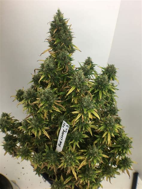 Royal Queen Seeds Blue Cheese Automatic Grow Diary Journal Week16 By