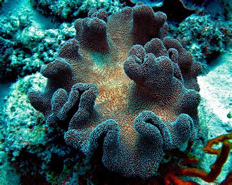 Beautiful Soft Coral At The Great Barrier Reef Smithsonian Photo
