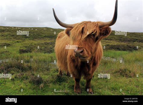 Highland Cow Isle Of Skye Scotland Stock Photo Alamy