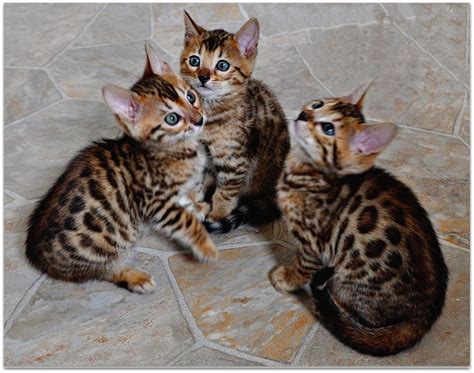 The bengal news, leading bengali news media of east and west bengal. Bengal Kittens | The Bengal is a relatively new hybrid ...