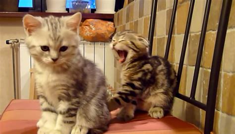 Cute And Funny Kitten Yawns Cats Vs Cancer