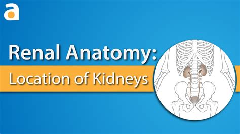 Renal Anatomy Location Of Kidneys Youtube