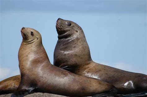 Steller Sea Lion