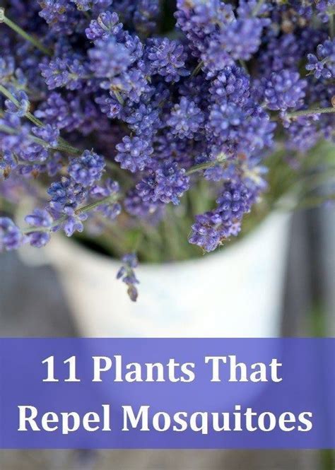 11 Fragrant Plants That Repel Mosquitoes Mosquito Repelling Plants