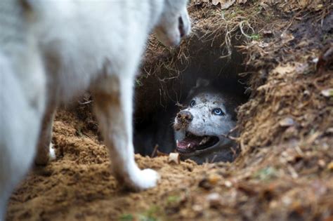16 Ways To Stop A Dog From Digging Holes Reclaim Your Yard — Naive Pets