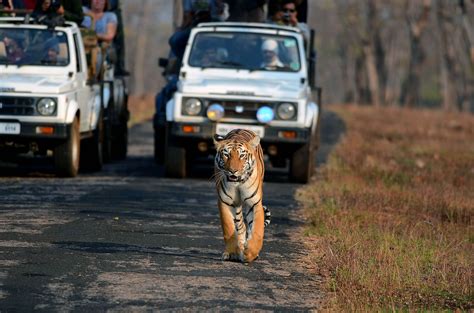 How Tiger Conservation In India May Be Helping To Mitigate Climate