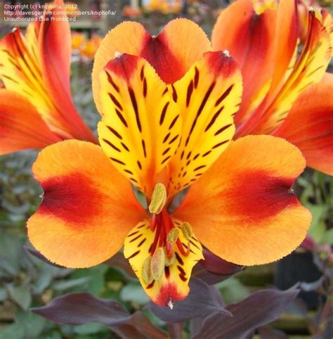 Flowers that last all summer and come back next year. PlantFiles Pictures: Alstroemeria, Peruvian Lily, Lily of ...