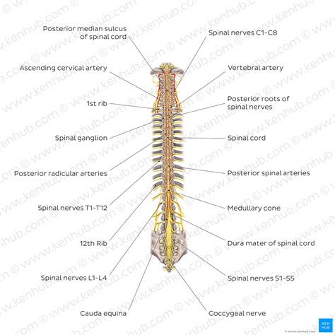 Spinal Cord Anatomy Structure Function Diagram Vrogue Co