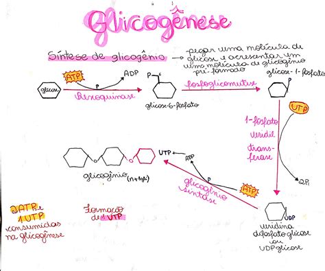 Lipogênese E Glicogênese São Processos Bioquímicos Intensos No Jejum Prolongado.