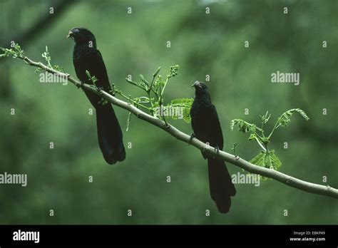 Black Anis High Resolution Stock Photography And Images Alamy