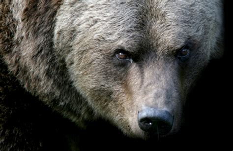 Us Senate Lifts Ban On Predator Killing In Alaska