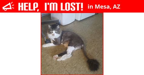 Lost Cat Mesa Arizona Riddick