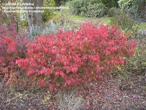 The first is the dwarf. Full size picture of Dwarf Burning Bush, Cork Bush, Winged ...