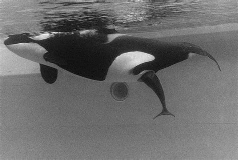 Katerina S Gallery Orcas Seaworld Orca Sea Mammal
