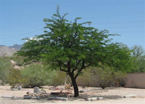 Mesquite Tree Watering Arizona Felton Leake