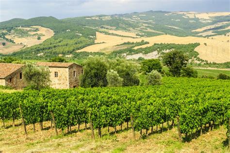 Vineyards Of Montalcino Tuscany Stock Photo Image Of Nature