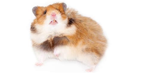 Hamster Teeth Everything You Need To Know A Z Animals