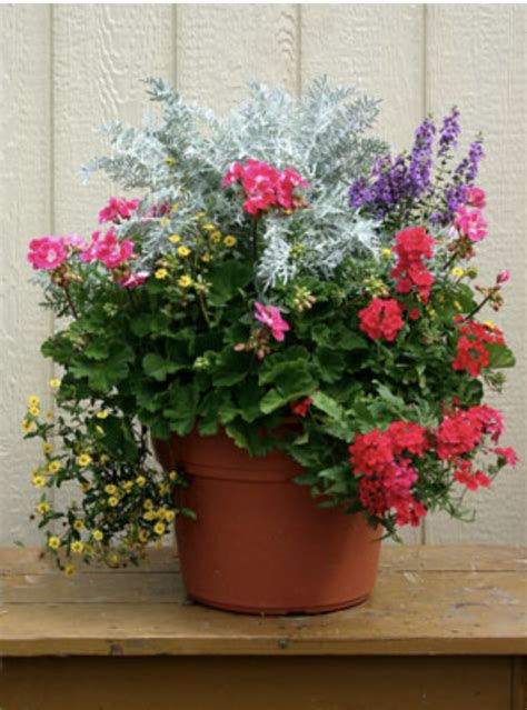 Planting purple flowers in your garden can add rich thematic colors. Outdoor Container Gardening: Planting a Beautiful Pot of ...