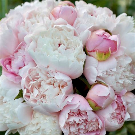 Pink And Blush Peonies Shipped Fresh During July And August Minimum