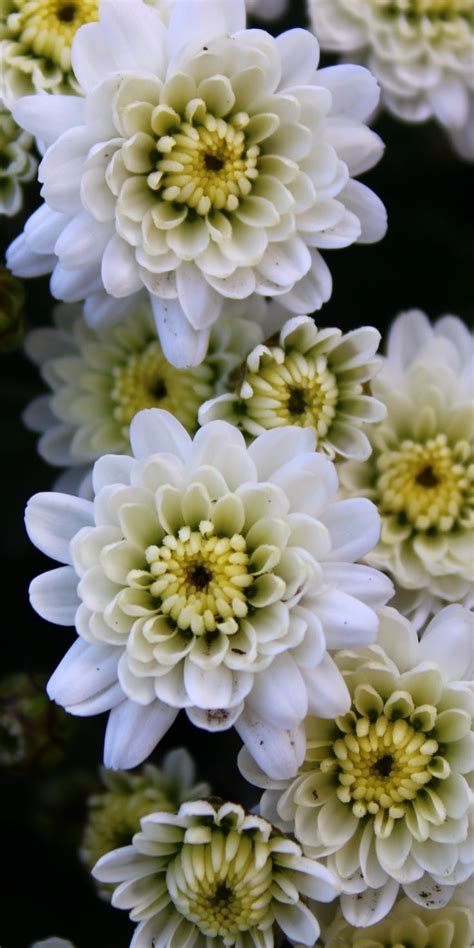 White Chrysanthemum Flowers 1080x2160 Wallpaper Beautiful Flowers