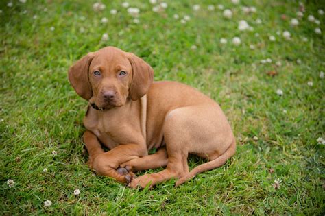 Password Protected Site Dog Photography Vizsla Puppies Dogs