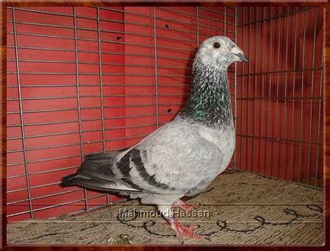 Pigeons For Sale Colored Race Pigeon