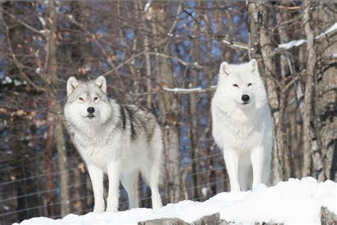 Wallpaperaccess brings you thousands of high quality images to be used as wallpaper for your computer, tablet or phone. Arctic Wolf | Arctic Wolves | Amazing Animals | Pinterest | It is, Snow and The end