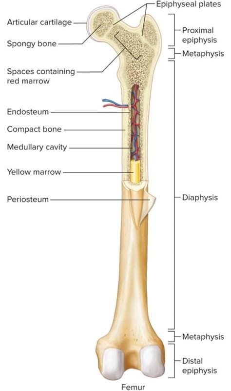 De = region where cartilage cells are degenerating and will be replaced by bone. Long Bone Labeled Epiphyseal Plate / Bone Tissue Amboss ...